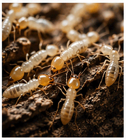 桂林市临桂区防虫优势：长效监测 - 本地专业的灭四害白蚁防治中心